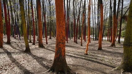trees in different colour called forest of Paradise, Romania