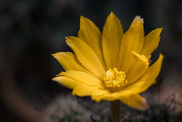 Beautiful blooming wild desert cactus flower