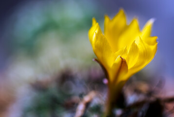 Beautiful blooming wild desert cactus flower