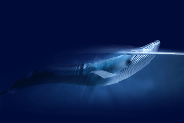 World oceans day. The blue whale swimming near a surface with a view of the blue sky. © vetre