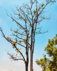 Fototapeta premium tree and sky nature 