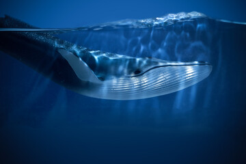 World oceans day. The blue whale swimming near a surface with a view of the blue sky. © vetre