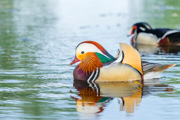 Colorful mandarin duck on lake. Close-up side view of a colorful male mandarin duck swimming in...