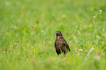 Close-up of a sitting common blackbird during spring time