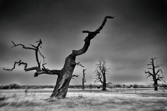 Dried oaks in motion as an image of a nightmare.