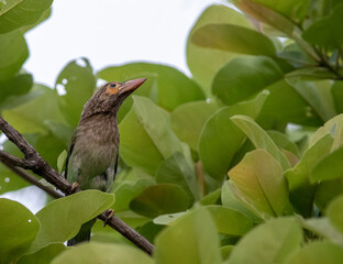 Barbet