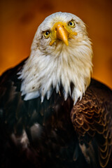 Obraz premium The bald eagle (Haliaeetus leucocephalus).