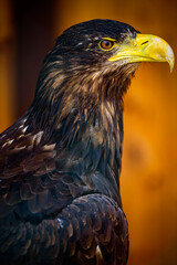 Head of the White-tailed eagle.