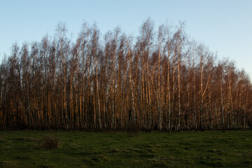 Trees during sunset