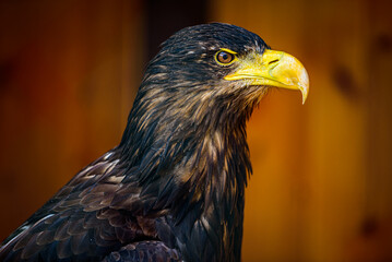 Head of the White-tailed eagle.