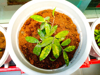 Costus Tonkinnensis Plant. Top View. A White Pot and the Plant