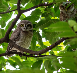 spotted owlet