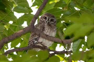 spotted owlet