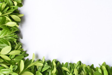 Fototapeta na wymiar tło bukszpan zielone wiosenne