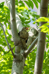 Close-up of a sitting fledgling ofcommon blackbird during spring time