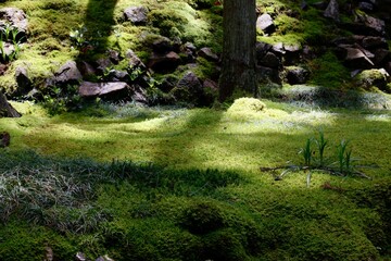 日本庭園に生えた苔