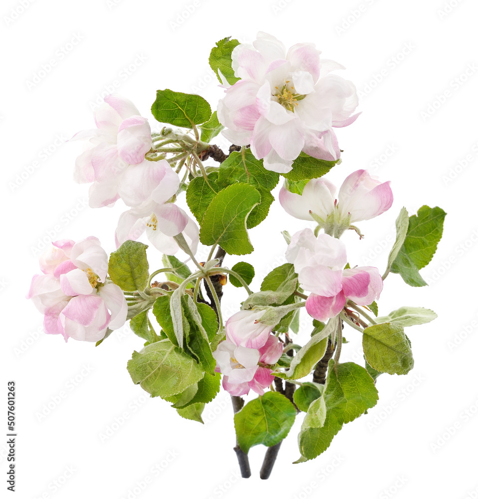 Wall mural Branch with apple blossom and leaves.