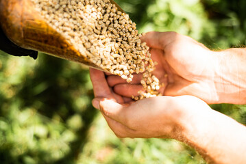 Fodder is poured into the hands. A person prepares to feed livestock. Compound feed is food for chickens.