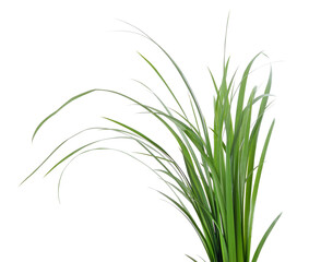 Bush of green grass.