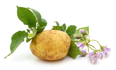 Potatoes with flower and leaves.