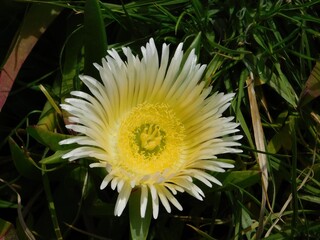An Elands sourfig or pig face or ice plant or carpobrotus or mesembryanthemum acinaciformis flower,...