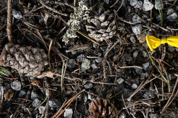 against the background of dry brown fallen cones and needles stand out fallen empty bright yellow plastic balloon