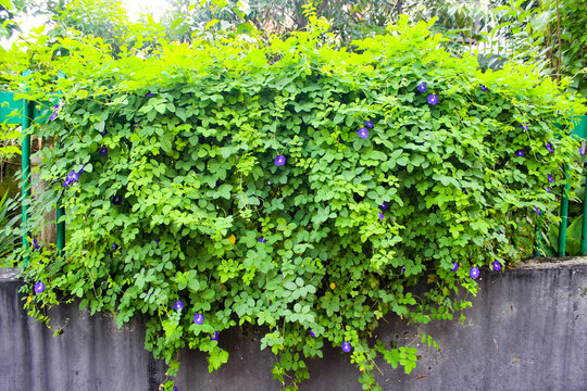 Butterfly Pea Flower (Clitoria ternatea) or pigeonwings. Green Bush Background
