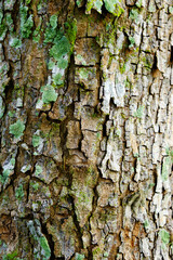 A picture of tree bark close up texture with moss insight. Natural background concept