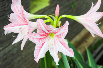 Striped Barbados Lily, Amaryllis. Hippeastrum Striatum. Beautiful Pink Flower Wallpaper, copy space area