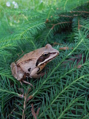 A grass frog (Rana temporaria) jumped on the crown of a groundcover garden spruce.