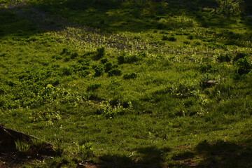 The atmospheric grass plain field in the evening soft sunshine reflected on the yellow green colors of the grass in Sapporo Japan