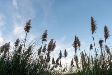 Bird perched on reeds, Reeds against blue sky with white clouds. One bird perched on reeds.
