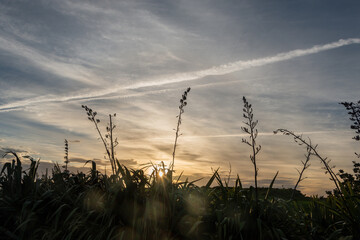 Backlit native New Zealand Flax or Harakeke at sunset.