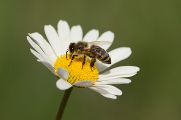 A forest bee collects nectar on a daisy