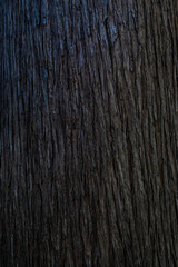 Nature texture of tree trunk.