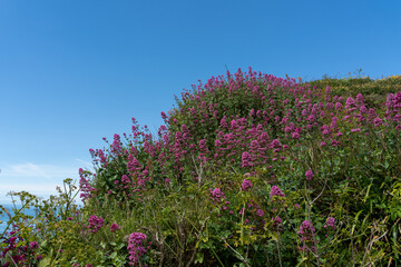 Wild Spur Valerian growing on a cliff in Devon