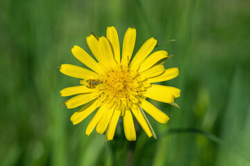 Closeup of a yellow meadow salsify blossom (Genus Tragopogon).