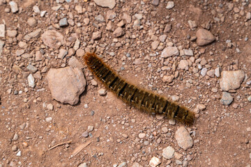 Oak Eggar Moth caterpillar, Lasiocampa quercus on the South West Coastal Path