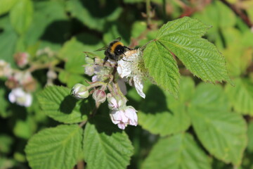 bee on a flower