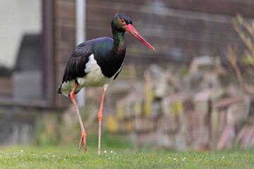 A wild adult black stork(Ciconia nigra) foraging in a garden in the Netherlands. 