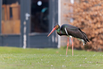 A wild adult black stork(Ciconia nigra) foraging in a garden in the Netherlands. 