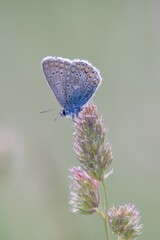 The clover blue (Polyommatus bellargus) is a species of diurnal butterfly in the family Lycaenidae.