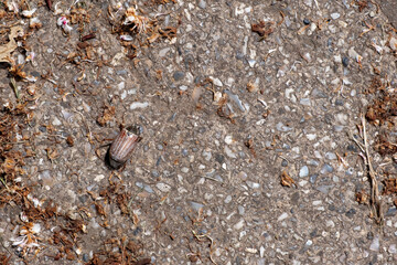 Cockchafer Beetle, Melolontha melolontha on the ground in Devon