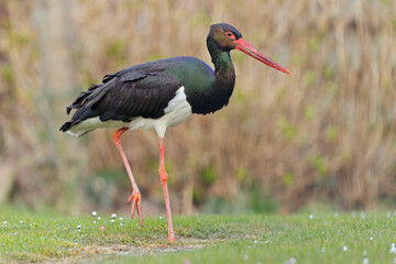 A wild adult black stork(Ciconia nigra) foraging in a garden in the Netherlands. 