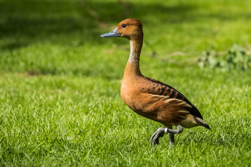 Brown duck on green grass on a sunny summer day