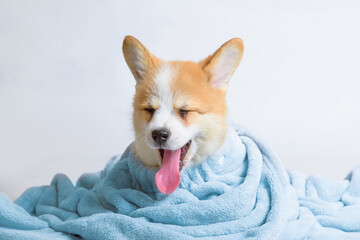 Funny wet puppy of the corgi breed after bath wrapped in towel. Just washed cute dog in bathrobe on gray background.