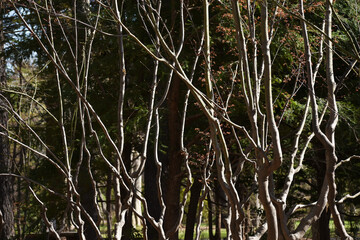 The interesting composition of the forest trees in Sapporo Japan