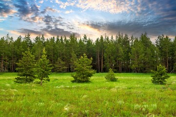 beautiful coniferous forest in green grass meadow mountains under cloudy dramatic sky © welcomeinside