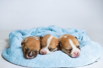 Funny wet puppy of the corgi breed after bath wrapped in towel. Just washed cute dog in bathrobe on gray background.