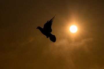 sunrise bird flying